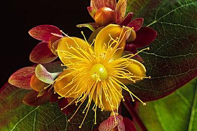 《浪漫沙加2》中文版官方预告 12月23日正式发售